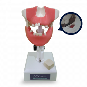 MANEQUIM PRE MOLAR COM 3º MOLAR INCLUSO E GENGIVA - cód. 4401G
