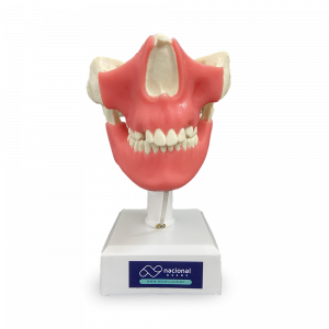 MANEQUIM COM DENTES 13, 23, 28, 38 INCLUSOS E GENGIVA - cód. 4402 GT
