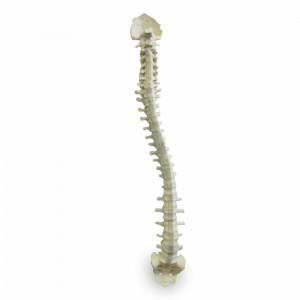 COLUNA FLEXÍVEL COM SACRO E OCCIPITAL - cód. 5005F