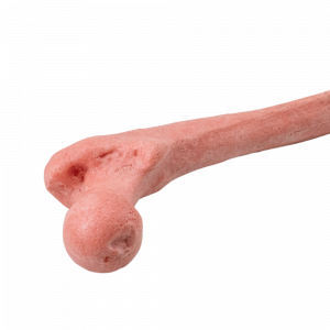 FEMUR DIREITO OSTEOPORÓTICO - cód. 12938