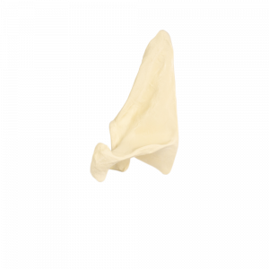 ESCÁPULA DIREITA - cód. 3014