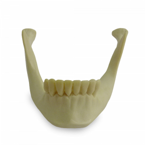 MANDÍBULA RGT - cód. 9971 IT