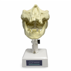 MANEQUIM PARENDODÔNTICA - cód. 9973 T