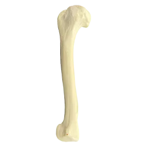 ÚMERO DIREITO COM CANAL MEDULAR E ESPONJOSO - CÃO GRANDE PORTE - cód. AV300ESP
