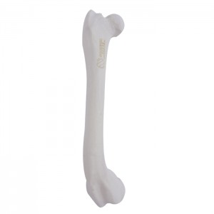 FÊMUR DIREITO COM CANAL MEDULAR E ESPONJOSO COM DEFORMIDADE DISTAL VARO - CÃO GRANDE - cód. AV200 EDDVR