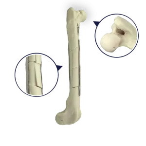 FÊMUR DIREITO COM CANAL MEDULAR E ESPONJOSO COM FRATURAS MÚLTIPLAS - CÃO GRANDE PORTE - cód. AV200 ESPF3