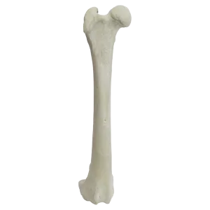 FÊMUR DIREITO COM CANAL MEDULAR ESPONJOSO - CÃO GRANDE PORTE - cód. AV202D