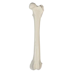 FÊMUR ESQUERDO COM CANAL MEDULAR E ESPONJOSO - CÃO GRANDE PORTE - cód. AV203E