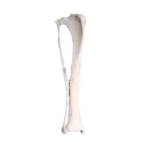 TÍBIA DIREITA COM FÍBULA - CÃO PEQUENO PORTE - cód. AV210P