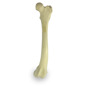 FÊMUR ESQUERDO ESPONJOSO COM DEFORMIDADE VARO - CÃO GRANDE PORTE - cód. AV250EDDVR