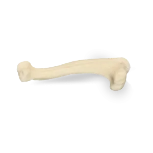 ÚMERO DIREITO COM CANAL MEDULAR -CÃO PEQUENO PORTE - cód. AV301P