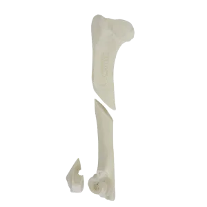 ÚMERO ESQUERDO COM CANAL MEDULAR E ESPONJOSO COM FRATURAS MÚLTIPLAS - CÃO GRANDE PORTE - cód. AV350ESPF1