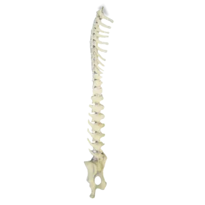 COLUNA TORÁCICA + COLUNA LOMBAR + BACIA FIXA - CÃO GRANDE PORTE - cód. AV421