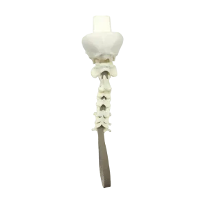 COLUNA CERVICAL COM OCCIPITAL - CÃO PEQUENO PORTE - cód. AV435