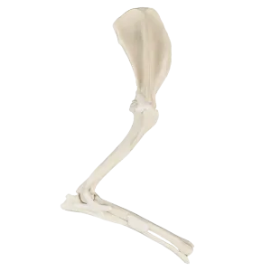MEMBRO DIREITO ANTERIOR COM CANAL MEDULAR E ESPONJOSO SEM CARPO - CÃO GRANDE PORTE - cód. AV710ESP