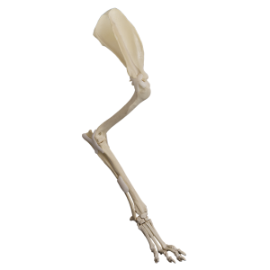 MEMBRO ANTERIOR DIREITO COMPLETO COM CANAL MEDULAR E ESPONJOSO - CÃO GRANDE PORTE - cód. AV725ESP