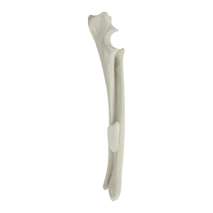 ANTEBRAÇO ESQUERDO COM CANAL MEDULAR - CÃO GRANDE PORTE - cód. AV731E