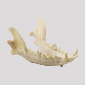 MANDIBULA CÃO MÉDIO - cód. 11865