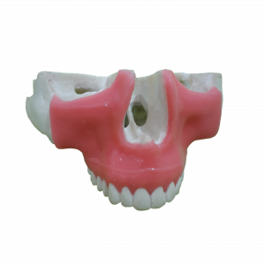 MAXILA COM TODOS OS DENTES E GENGIVA COM LINHA GENGIVAL - cód. P 4016 GT